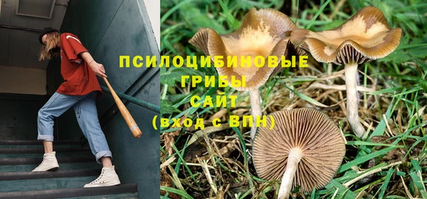 шишки Горно-Алтайск