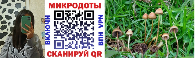 Галлюциногенные грибы Cubensis  Пикалёво 